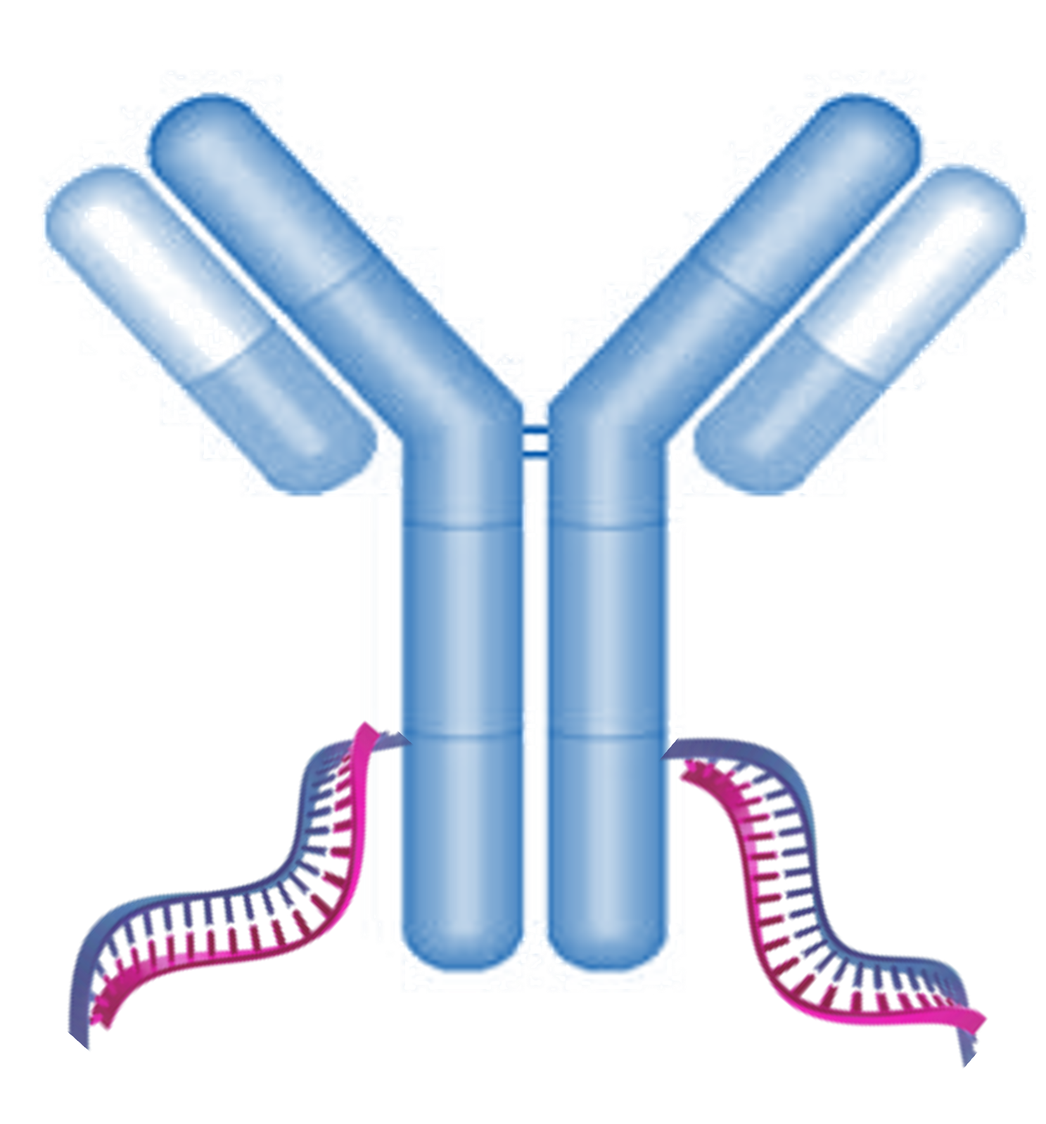 NAVantibodyRNA
